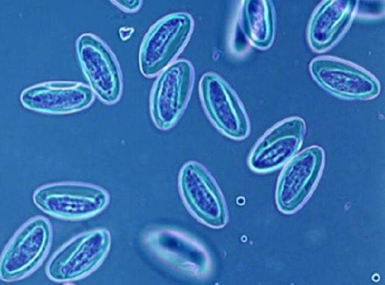 Worms in humans