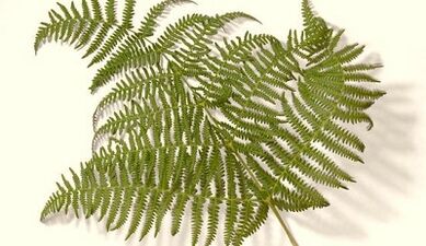 Plants for the treatment of parasites in the body