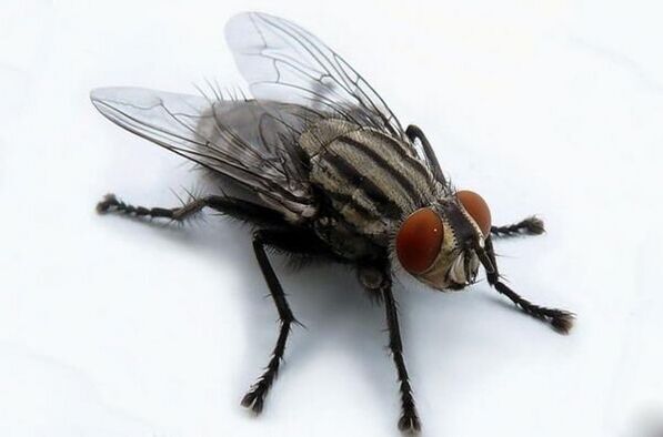 The fly as a carrier of human parasites