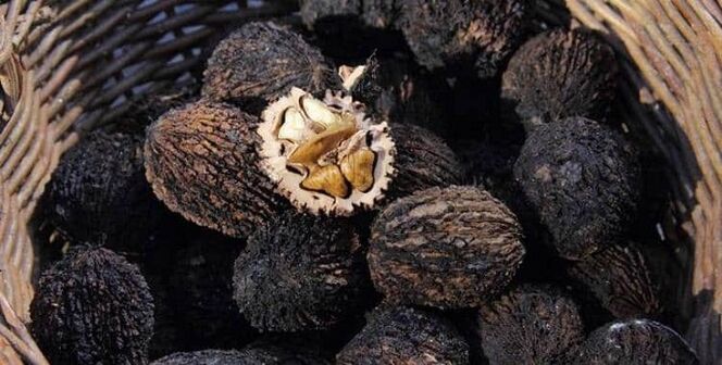 Black walnut for treating parasites in the body