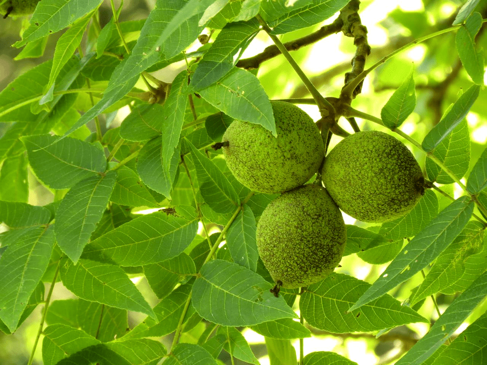 Black walnut in the fight against parasites
