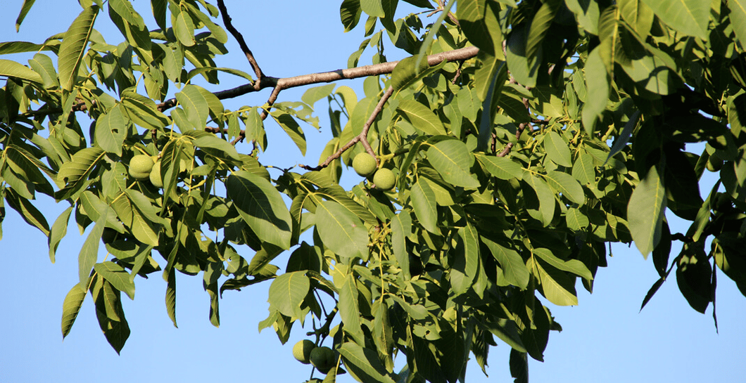 Parasites live in walnuts