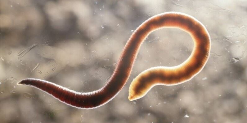 Human pinworm is a worm