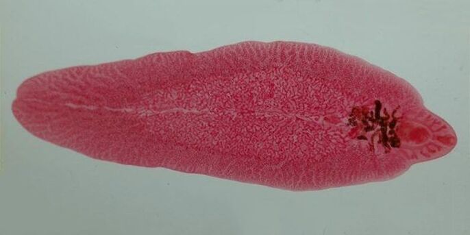 Worm in humans